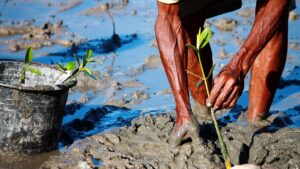 Wie Mangroven dem Klimawandel entgegenwirken
