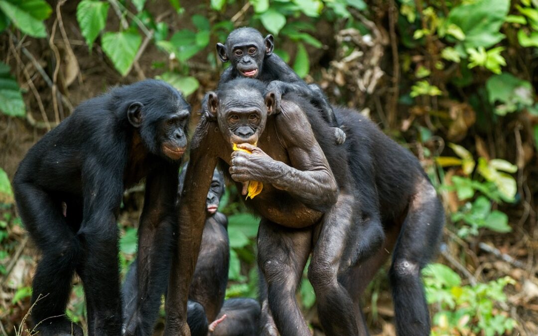 Bonobos: Stress mit neuen Geschwistern