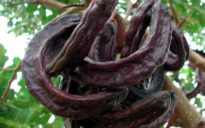 Kakao: Die Alternative Johannisbrotbaum